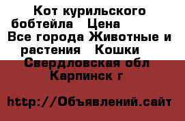 Кот курильского бобтейла › Цена ­ 5 000 - Все города Животные и растения » Кошки   . Свердловская обл.,Карпинск г.
